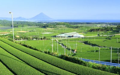 What is Gyokuro: Green Tea Made in the Shade