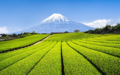 A Traveller’s Guide to Green Tea in Japan