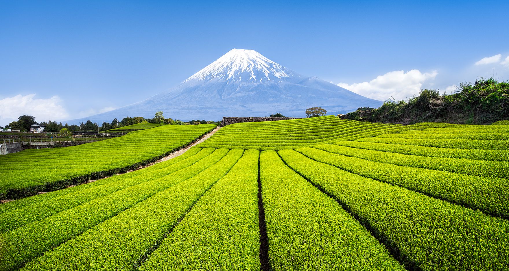 japanese-tea-farm_1